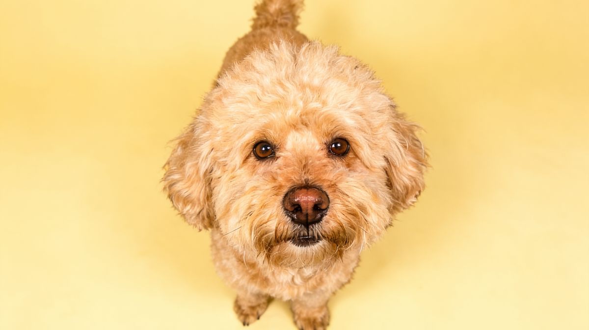 宠物照换底色效果展示